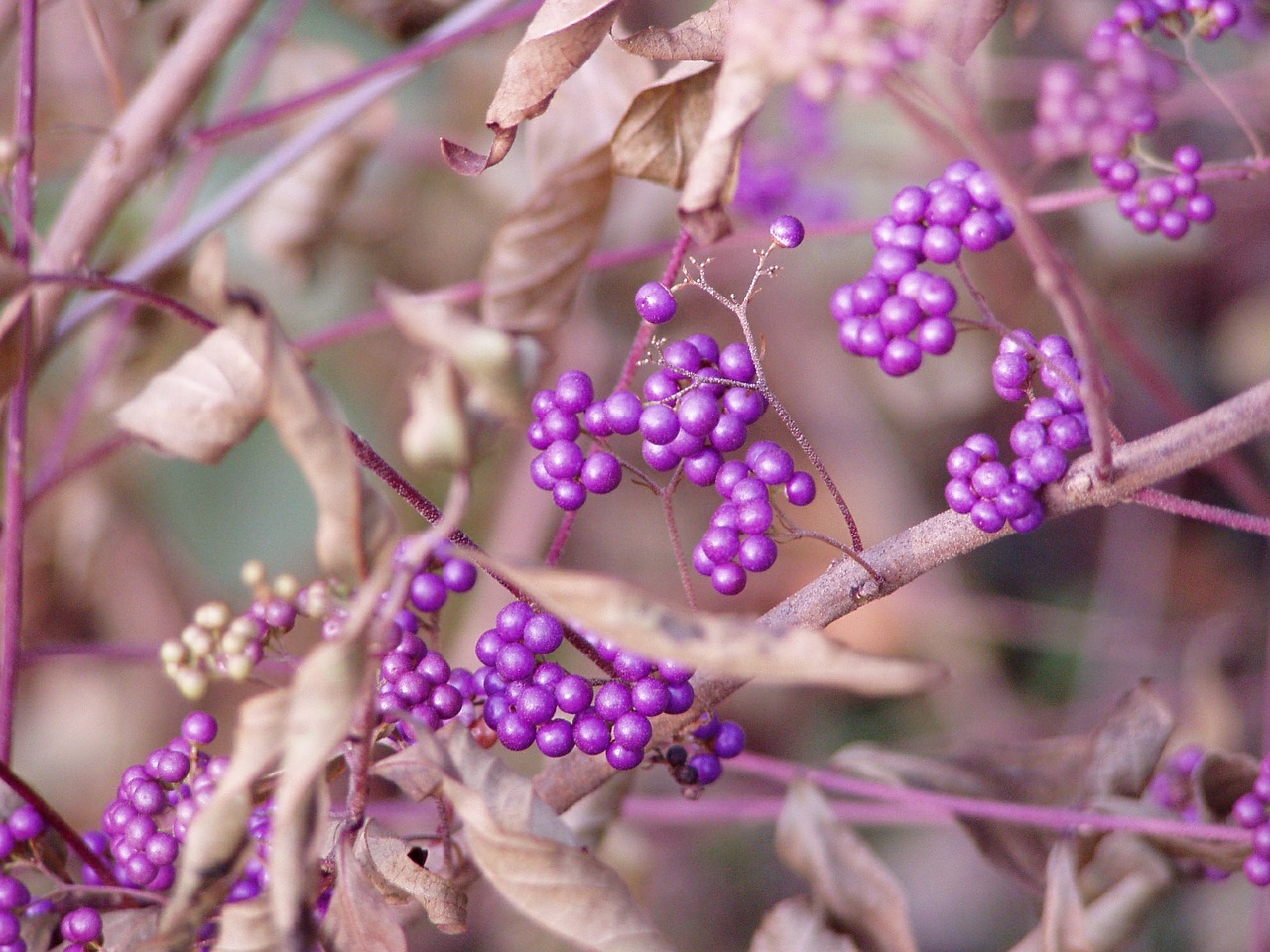 beauty berries bush nature free photo