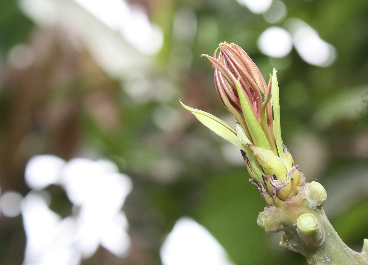 beauty countryside mango sprout shooting in the morning free photo