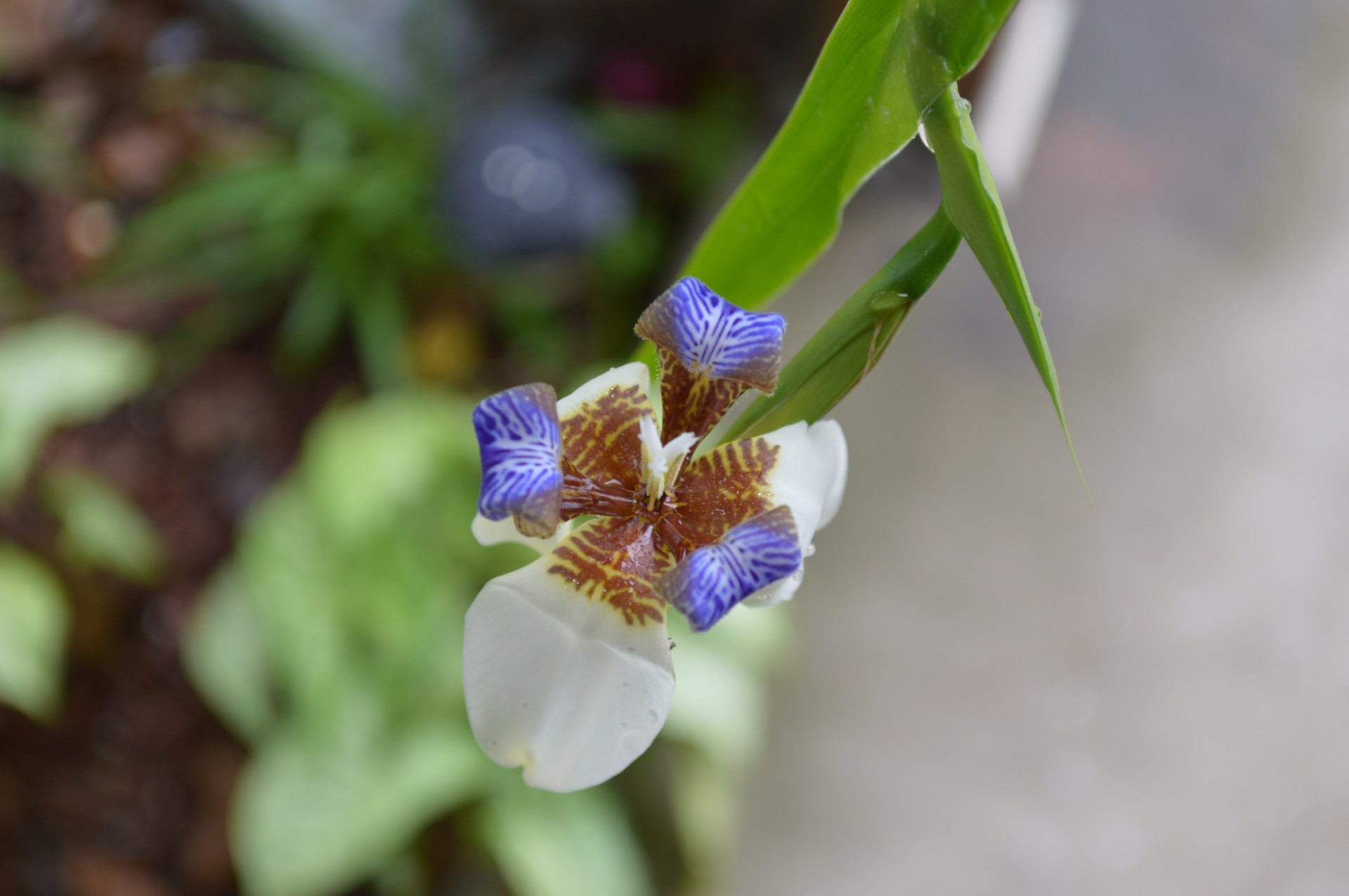 iris walking iris creeping iris free photo