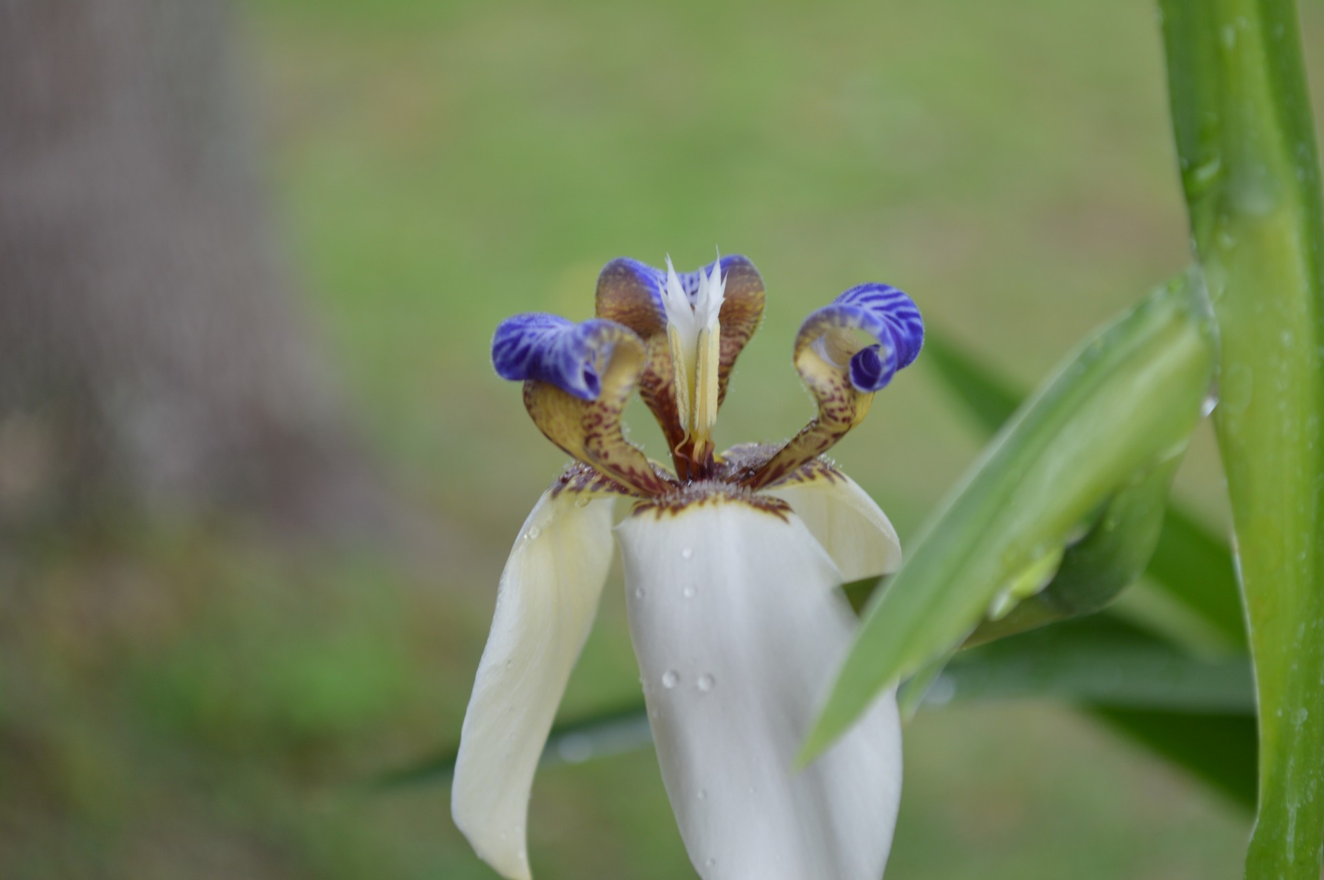 iris walking iris creeping iris free photo