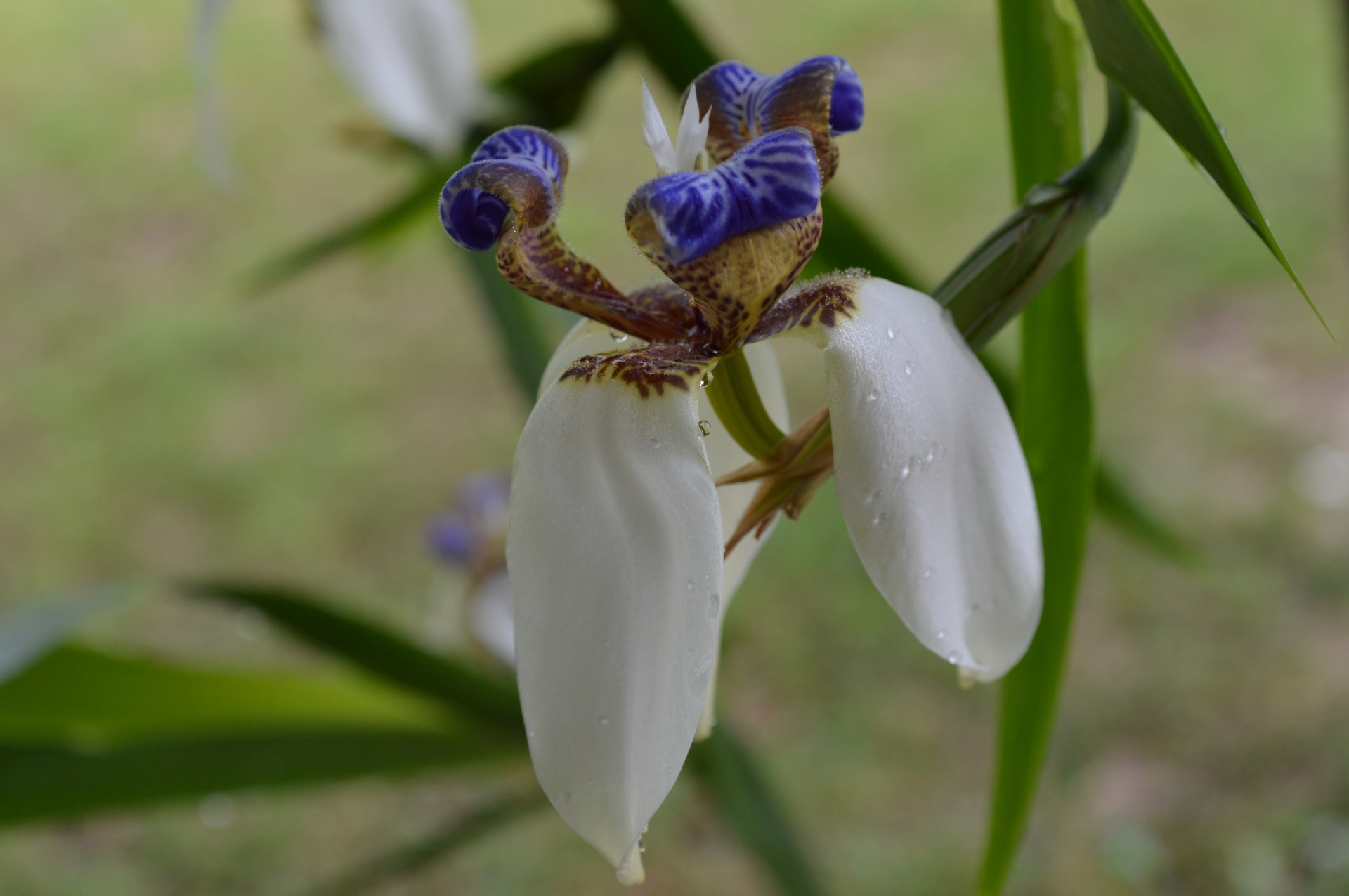 iris walking iris creeping iris free photo