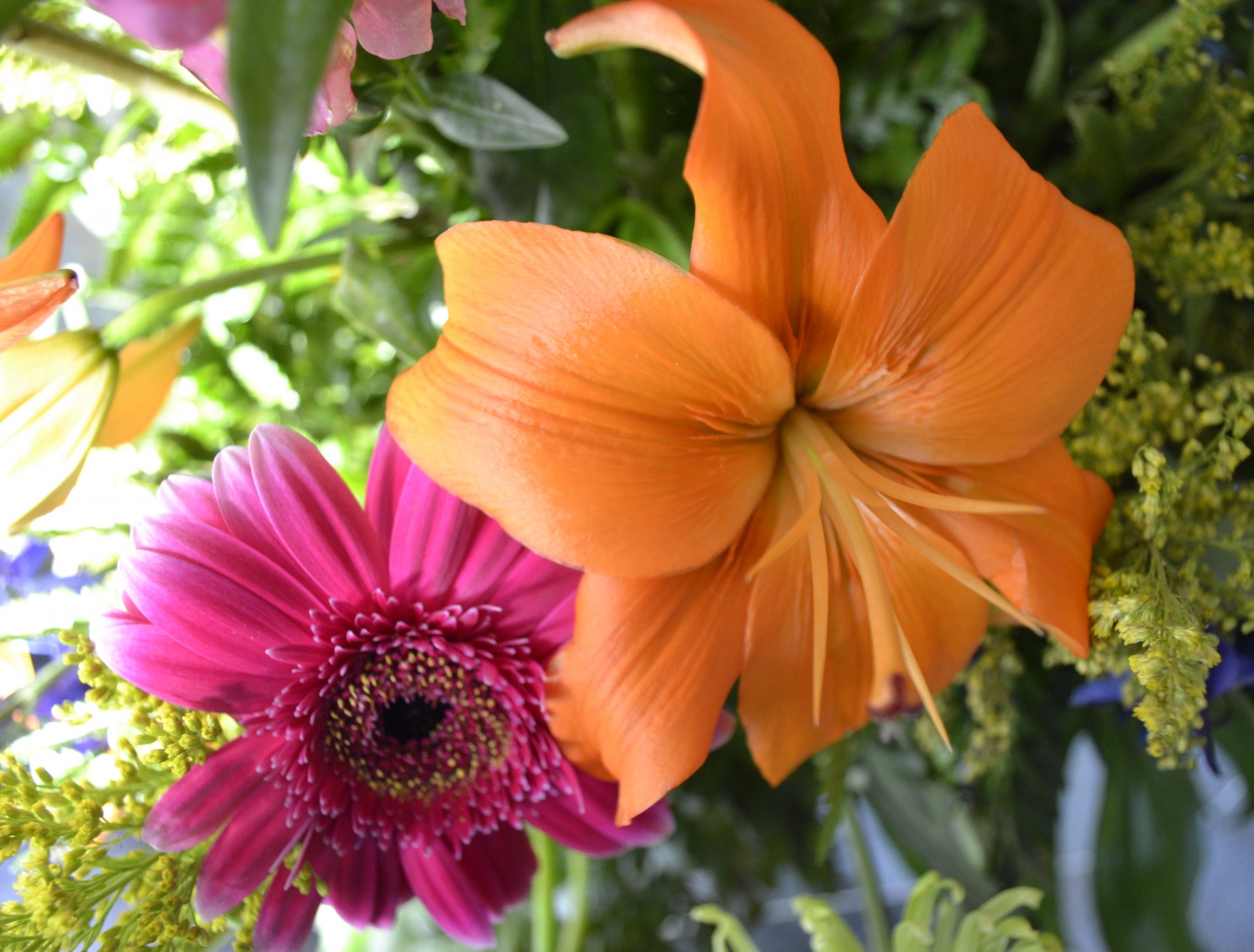 flowers beautiful orange flower free photo