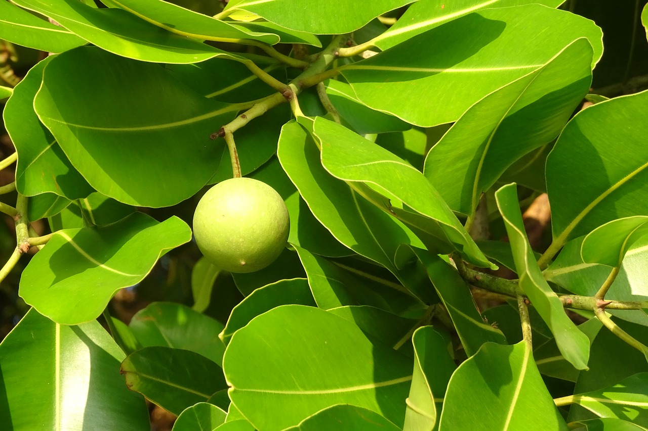 beauty leaf  alexandrian laurel  fruit free photo