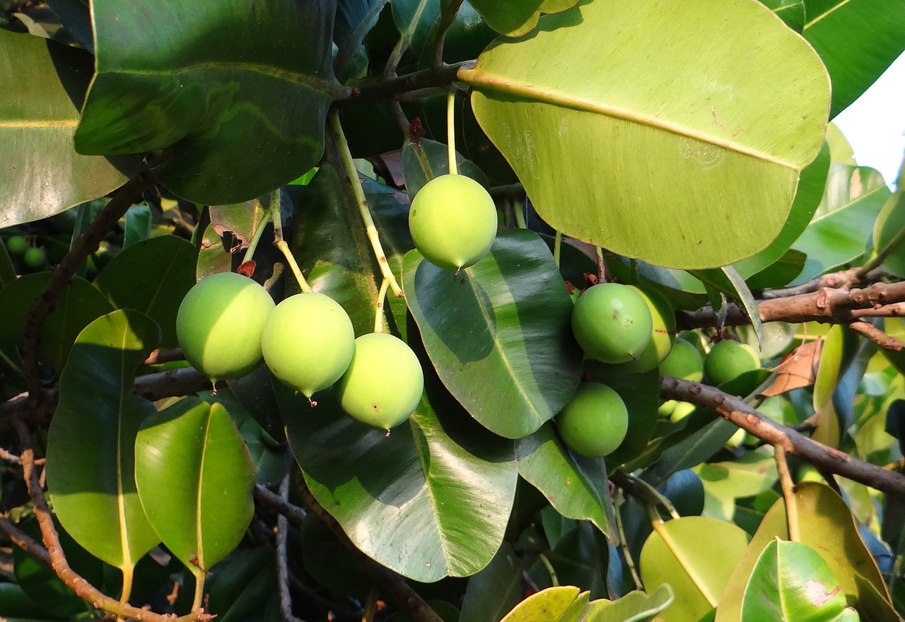 beauty leaf alexandrian laurel fruit free photo