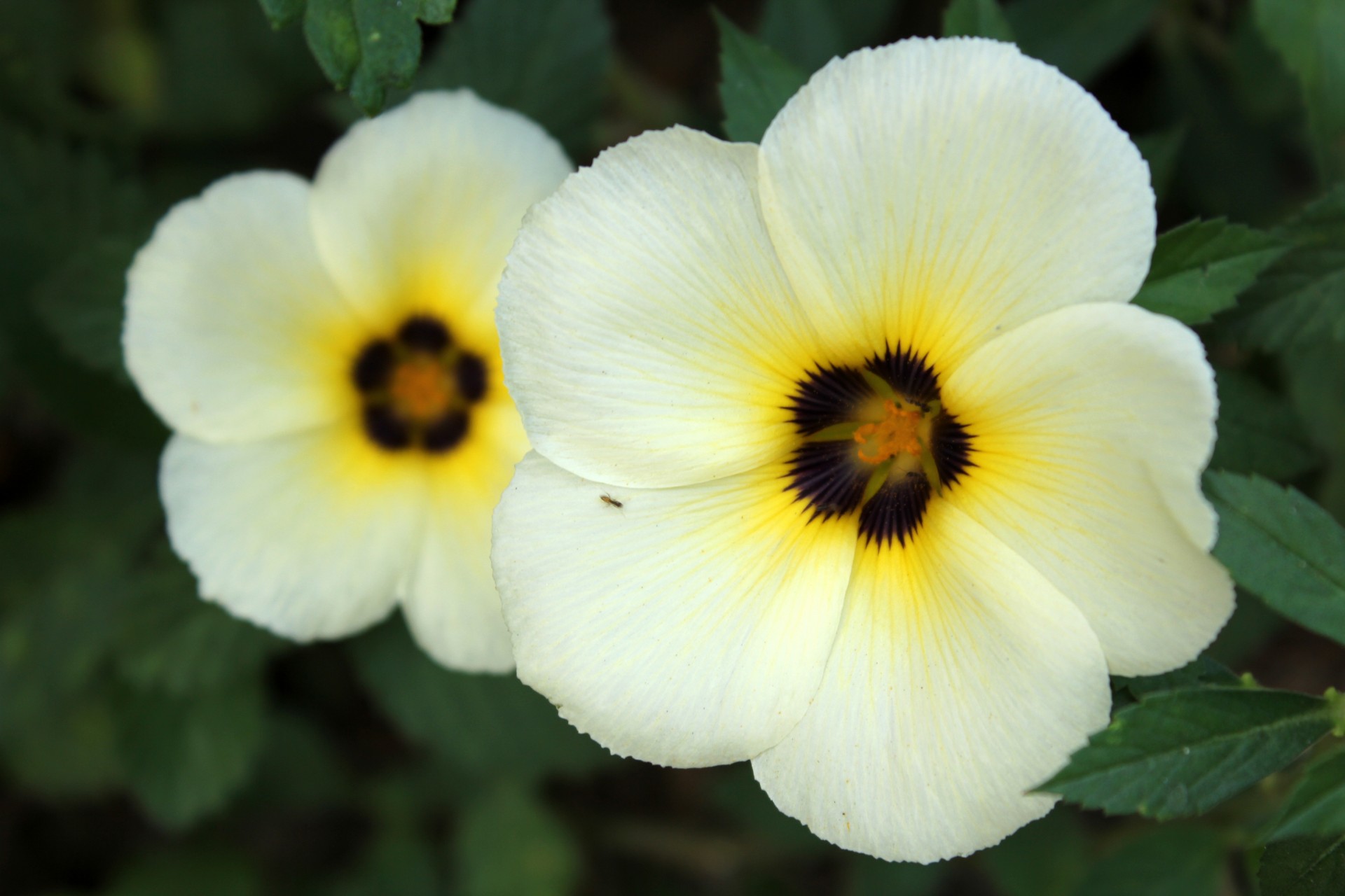 flowers petals plants free photo