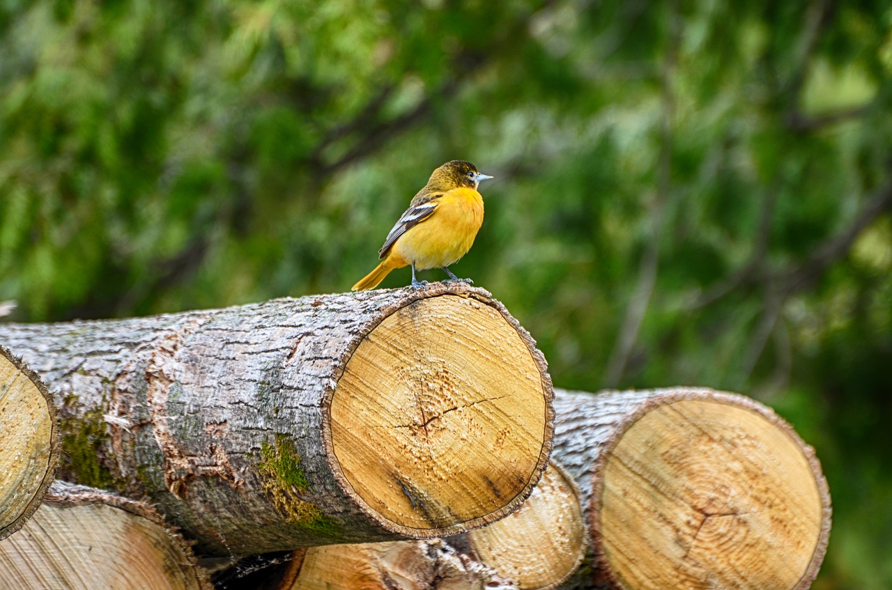 beauty shows  orange slices  baltimore oriole free photo