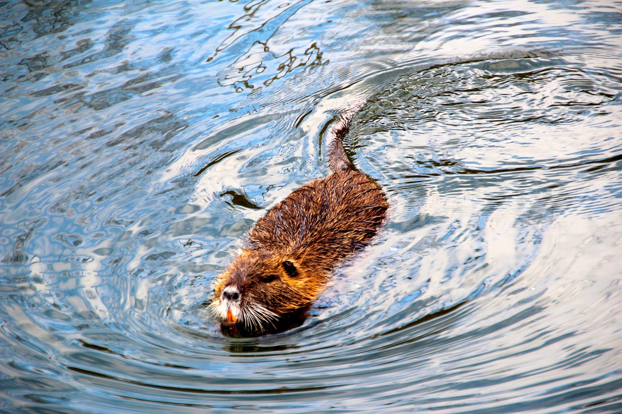 beaver muskrat water free photo