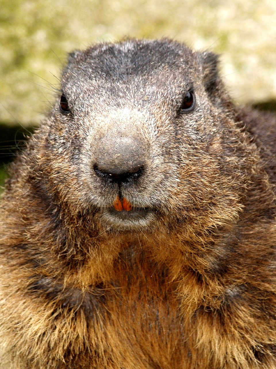 beaver rodent close free photo