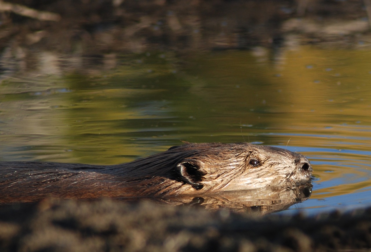 beaver swimming rodent free photo
