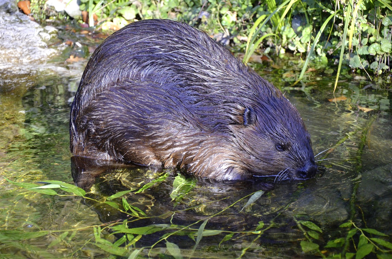 beaver aquatic animal protected free photo