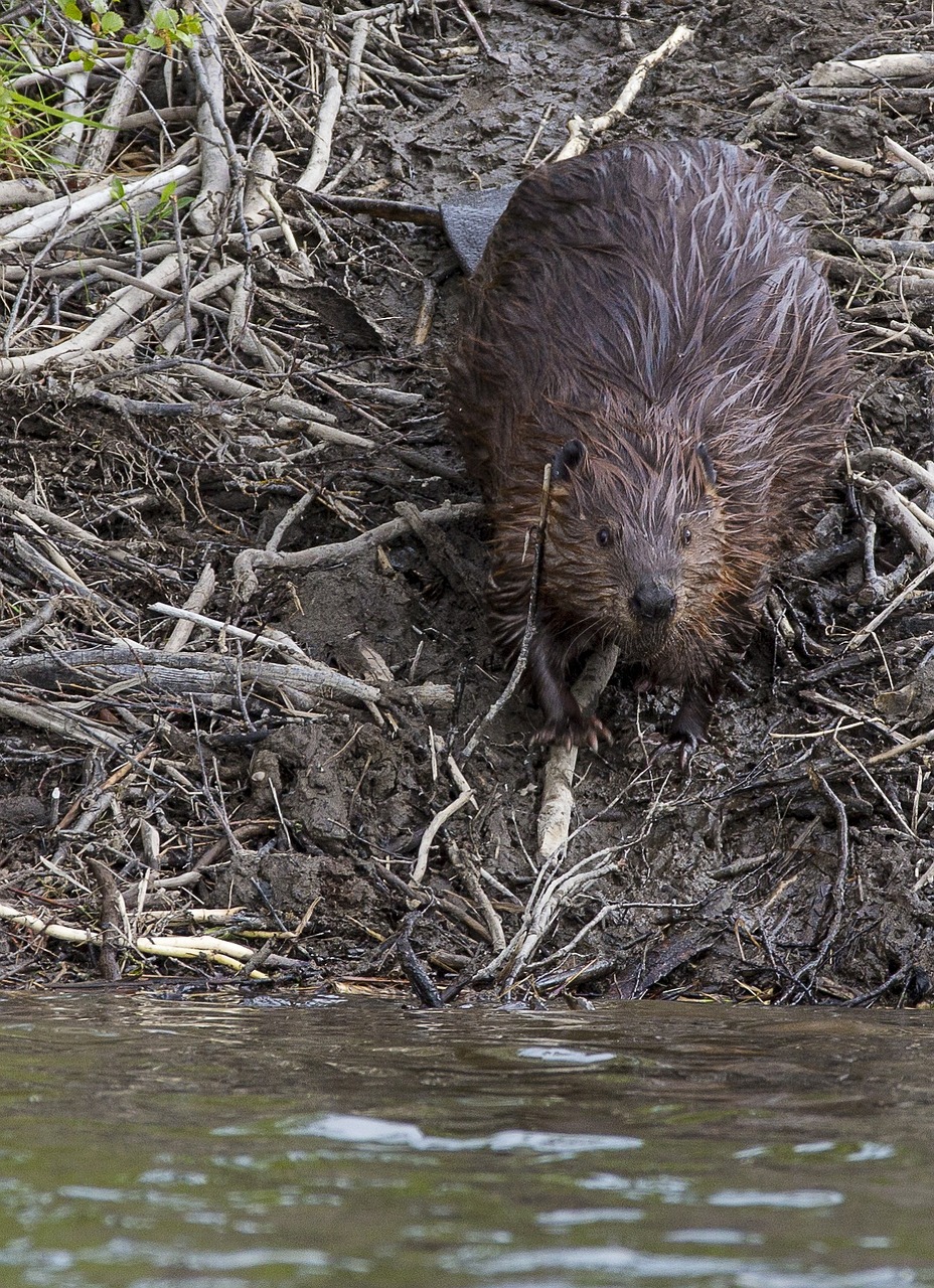 beaver rodent animal free photo