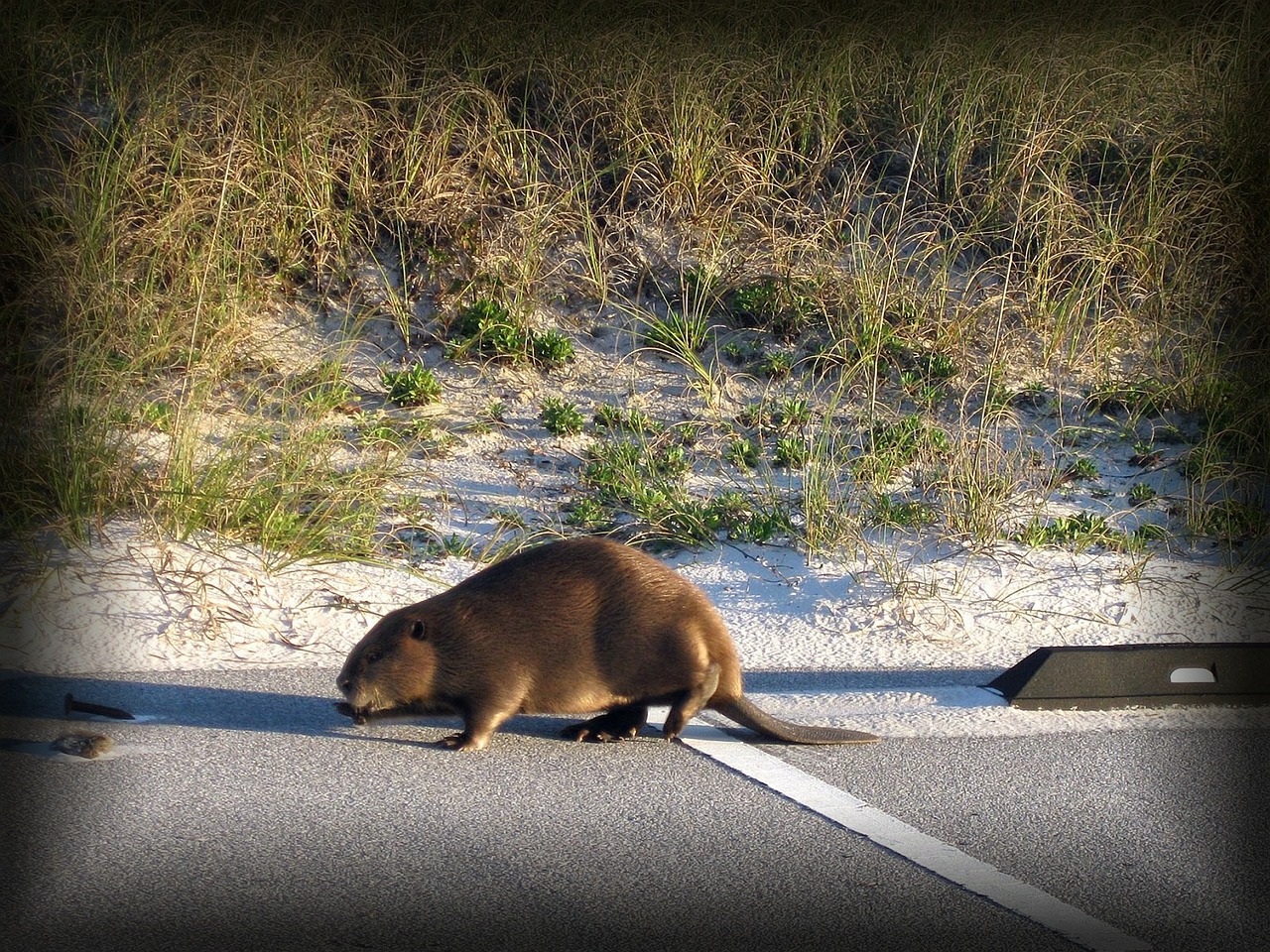 beaver animal wildlife free photo