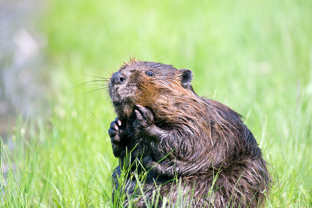 beaver pond wildlife free photo