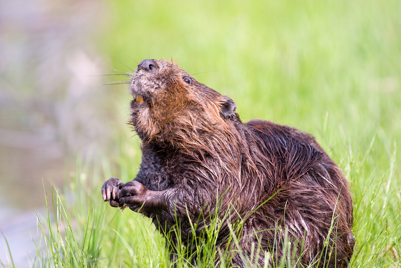 beaver pond wildlife free photo