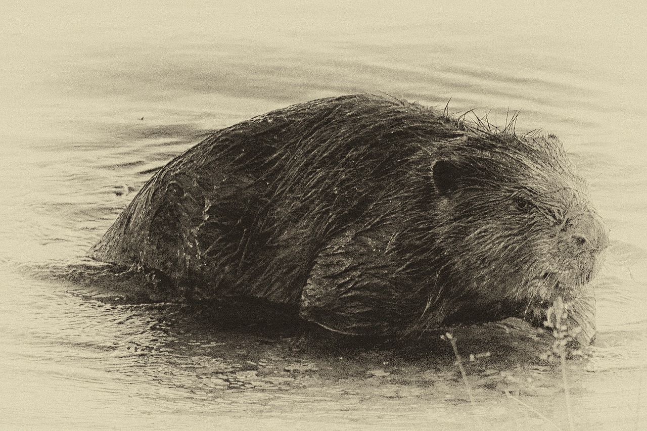 beaver eat water free photo