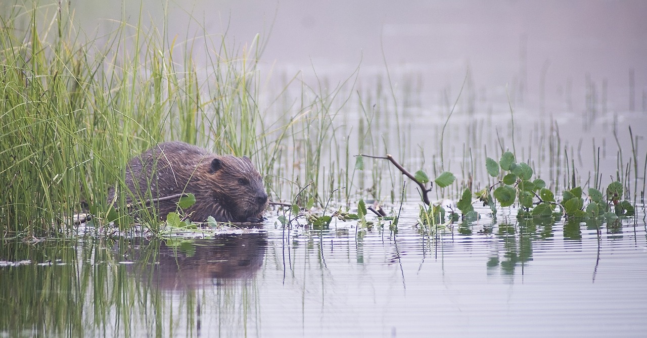 beaver rodent animal free photo