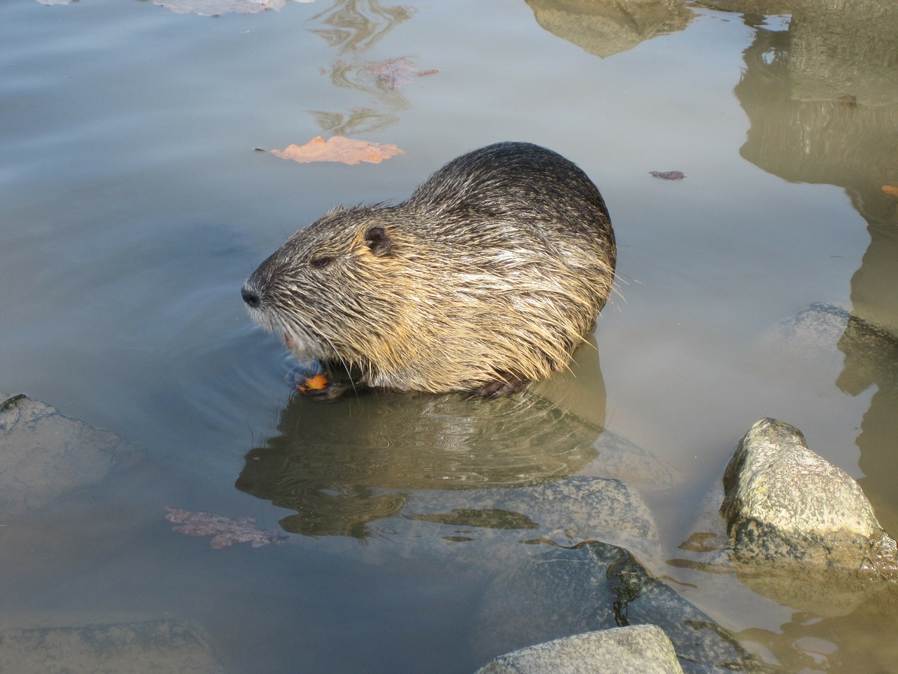 beaver nature water free photo