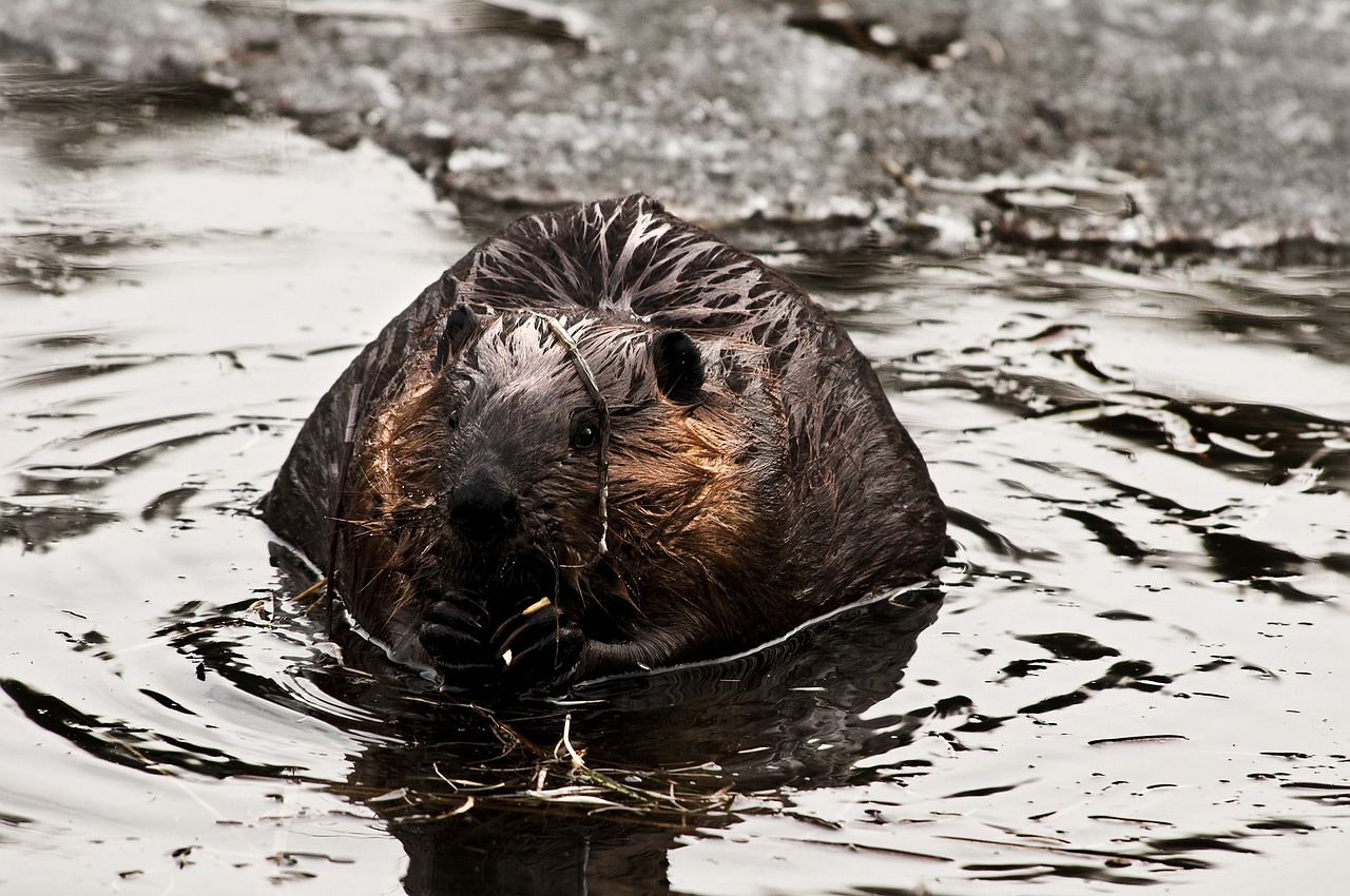 beaver rodent animal free photo