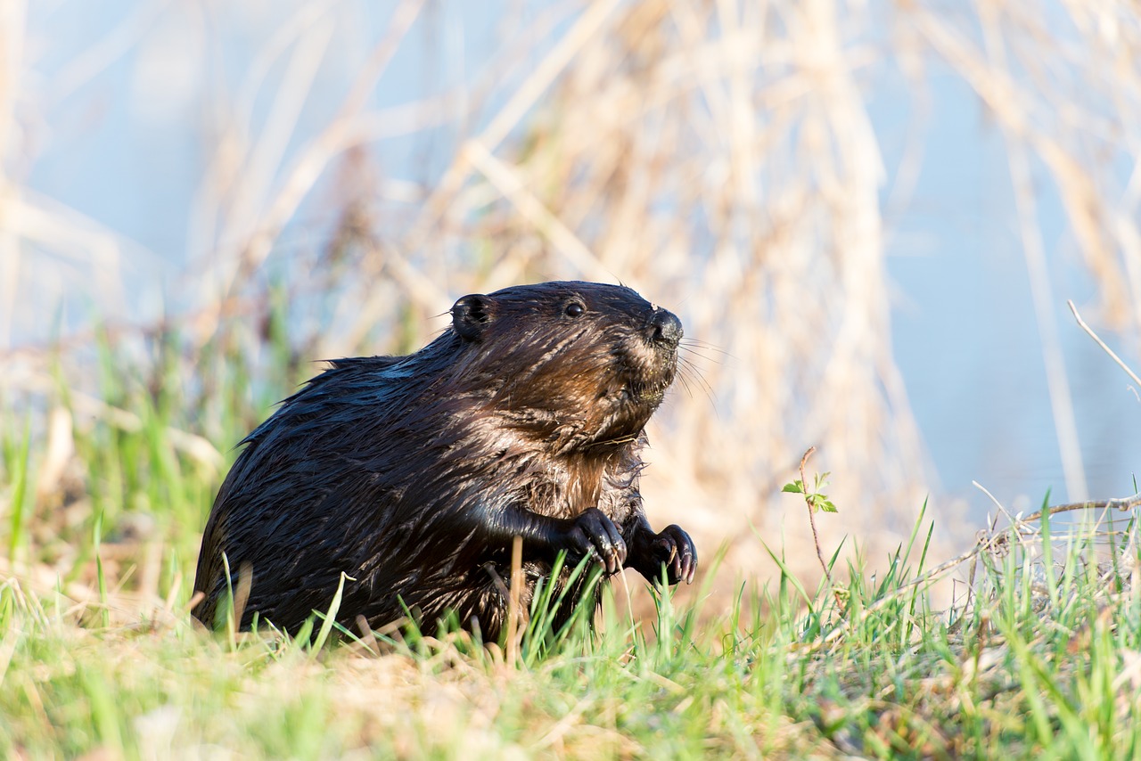 beaver animal canadian free photo