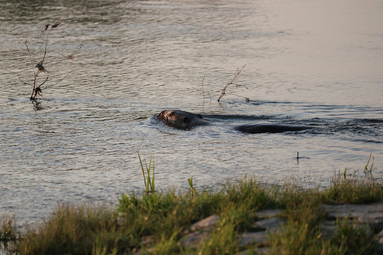 beaver river water free photo