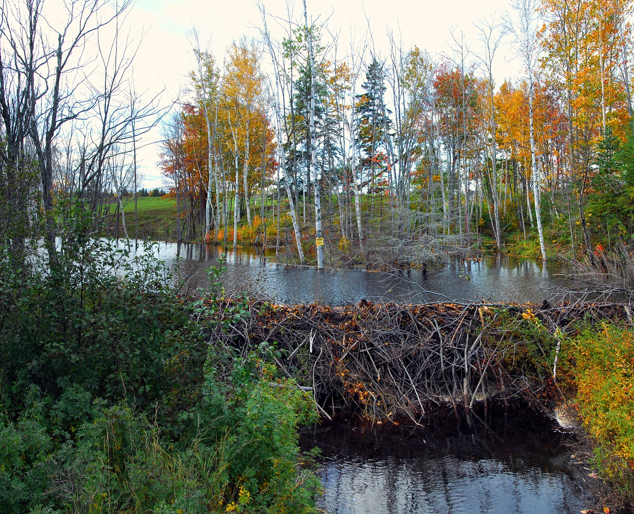 beaver dam nature free photo