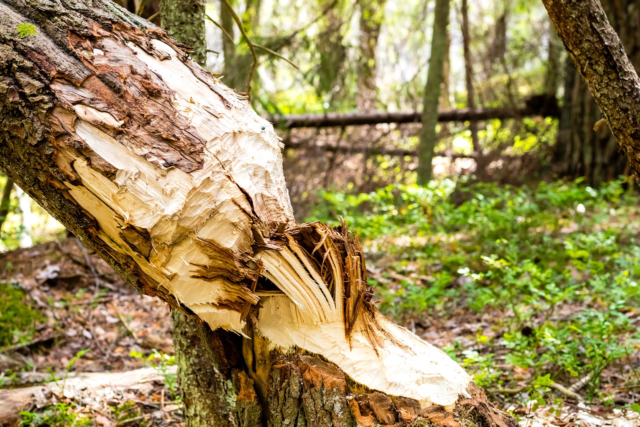 beaver forest nature free photo