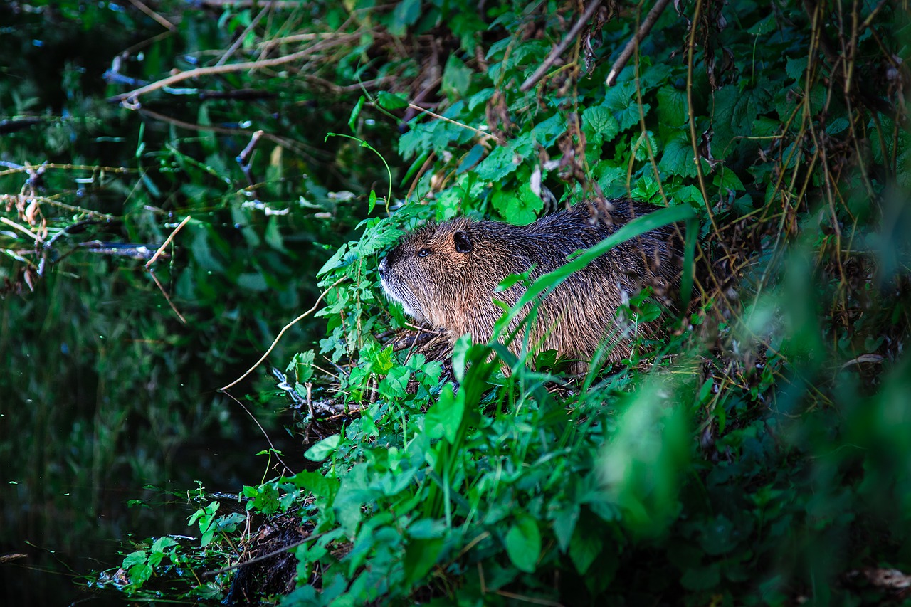 beaver animal rodent free photo