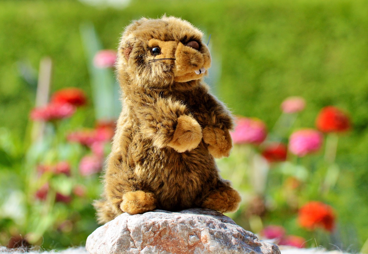beaver stuffed animal toys free photo