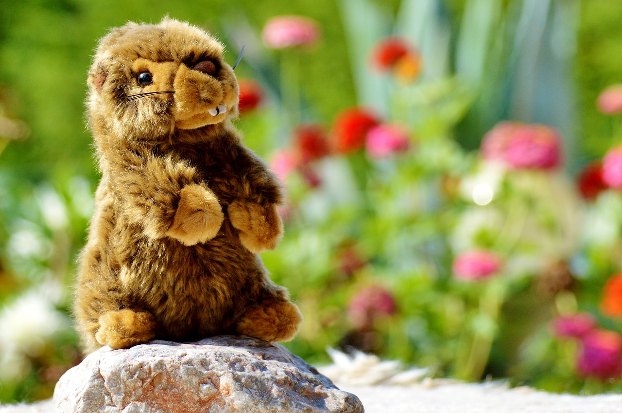 beaver stuffed animal toys free photo
