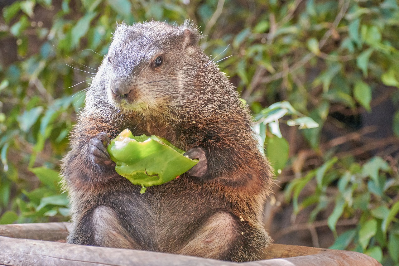 beaver eat water free photo