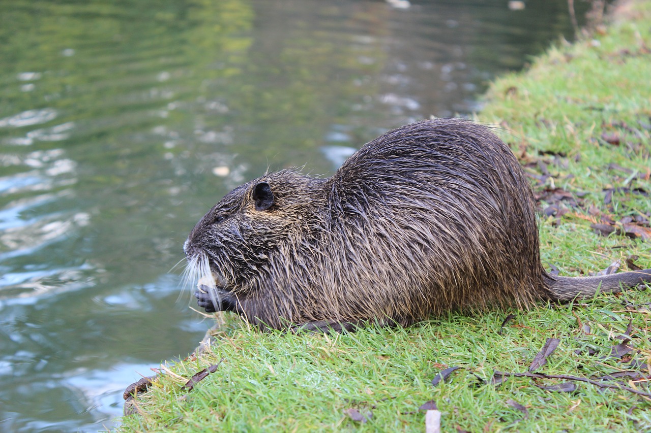 beaver pond animal free photo