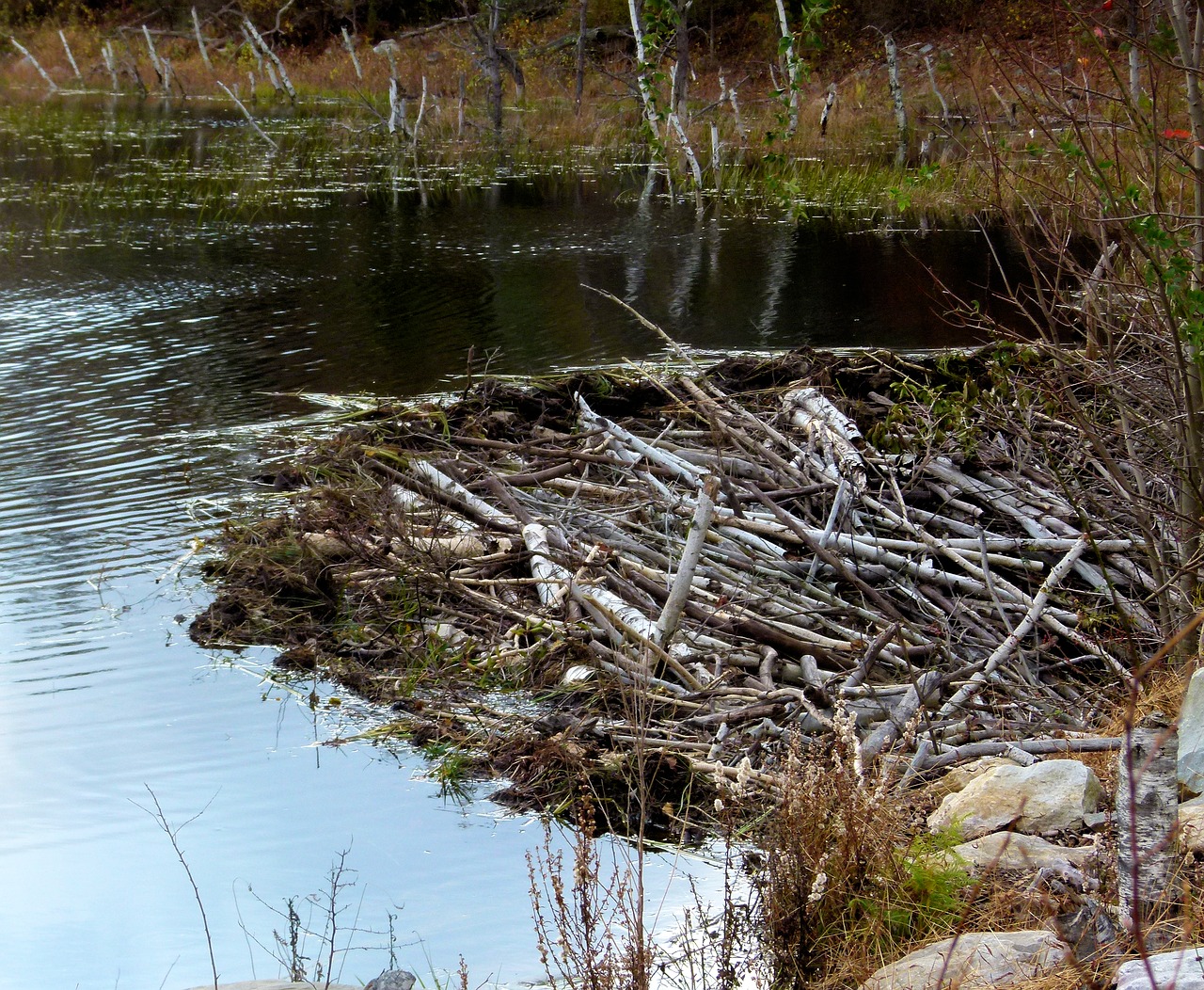 beaver dam pond free photo