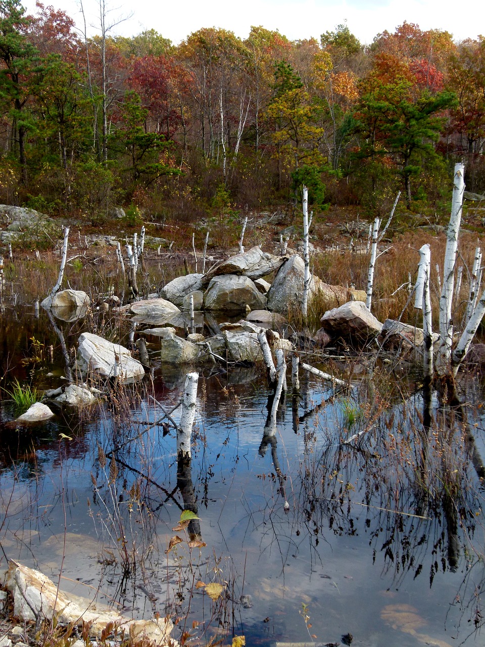 beaver pond beaver work free photo