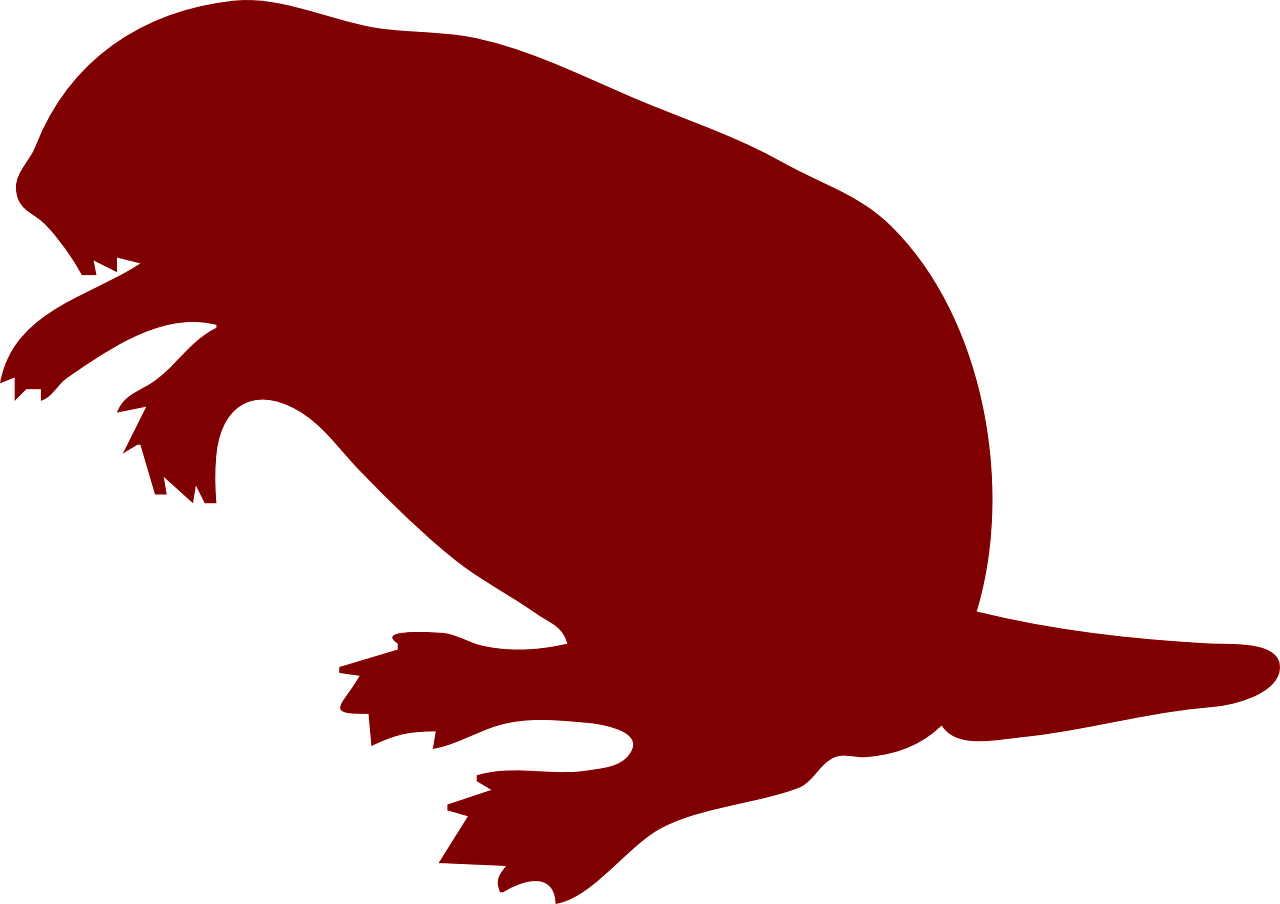 beaver silhouette drawing free photo