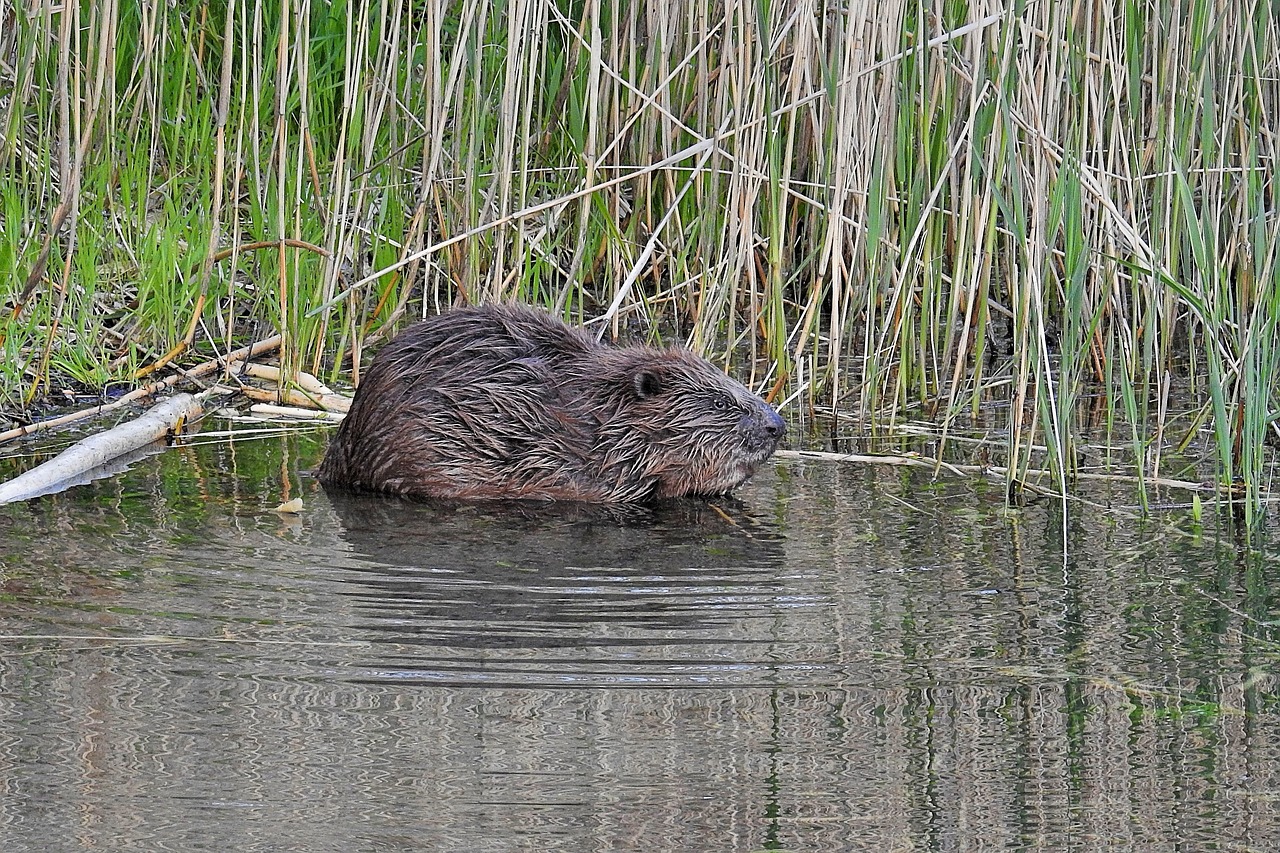 beaver waters reed free photo
