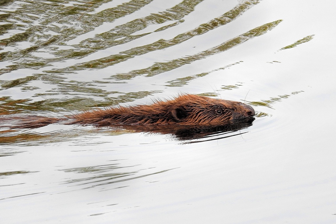 beaver waters lake free photo