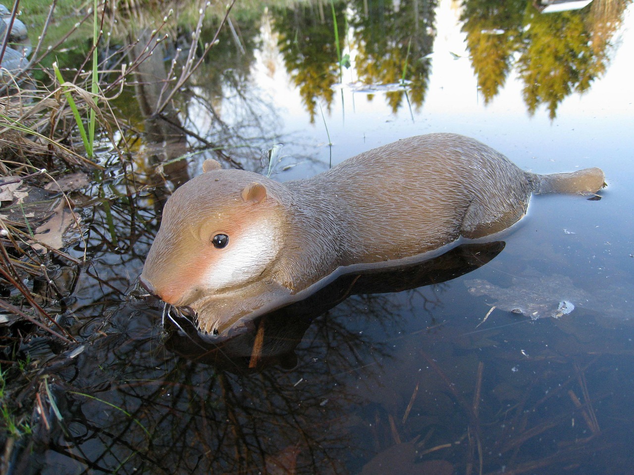 beaver water dust free photo