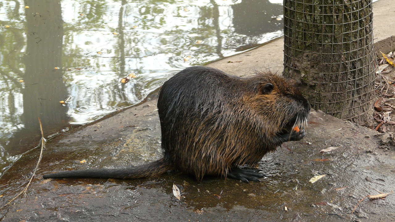 beaver  zoo  mammal free photo