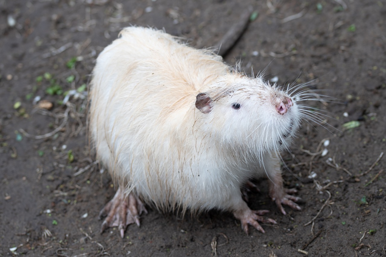 beaver  animal  zoo free photo