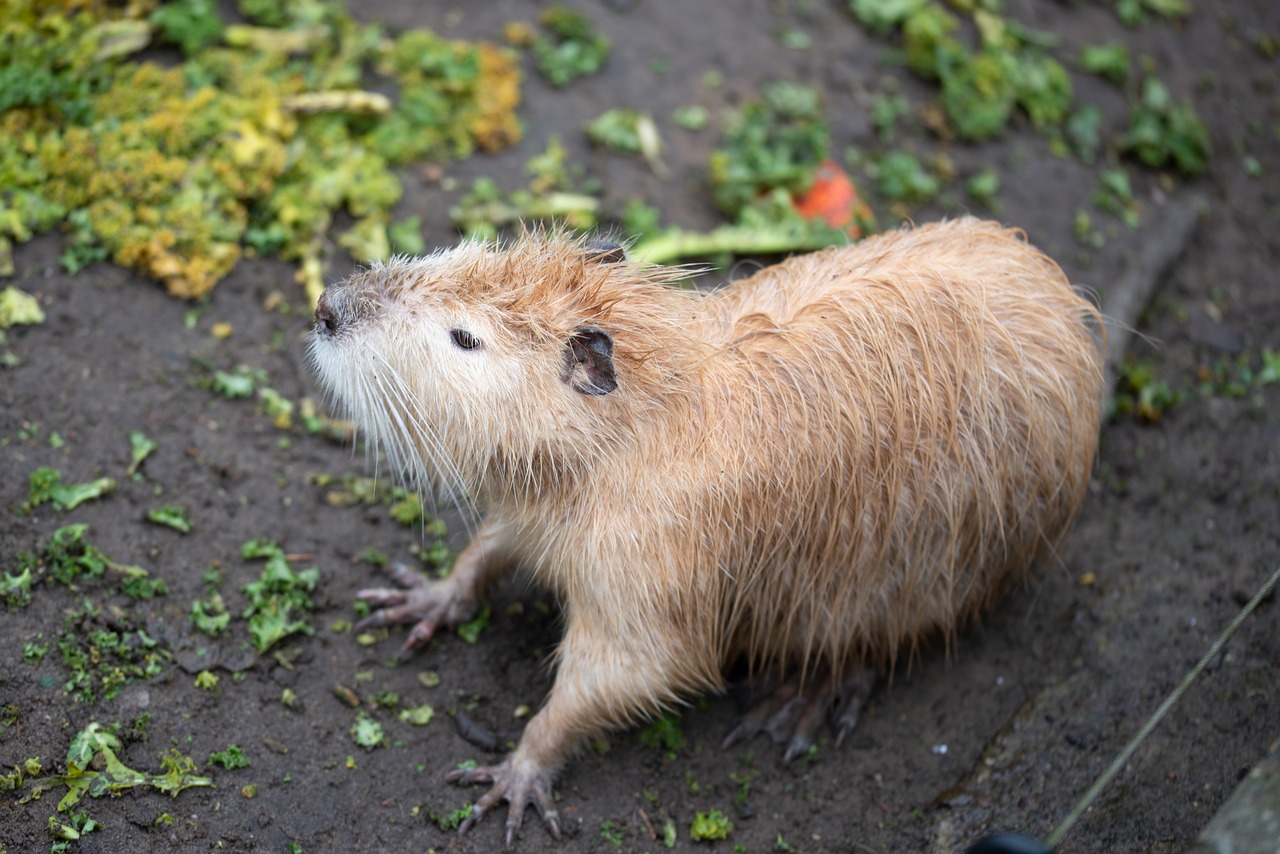 beaver  animal  rodent free photo