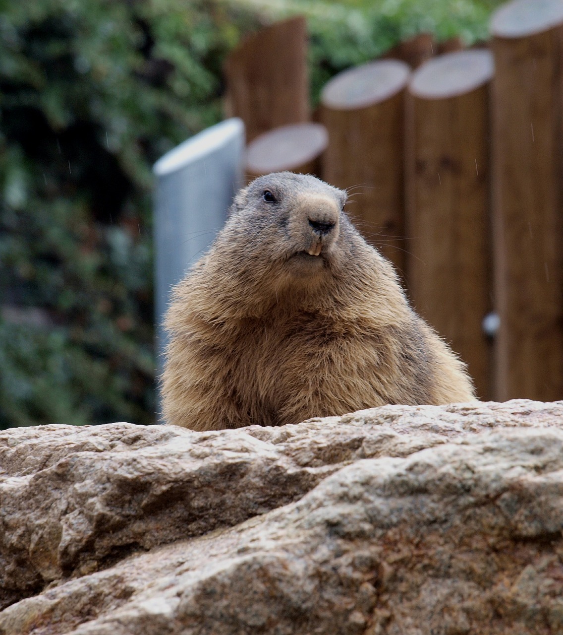 beaver teeth view free photo