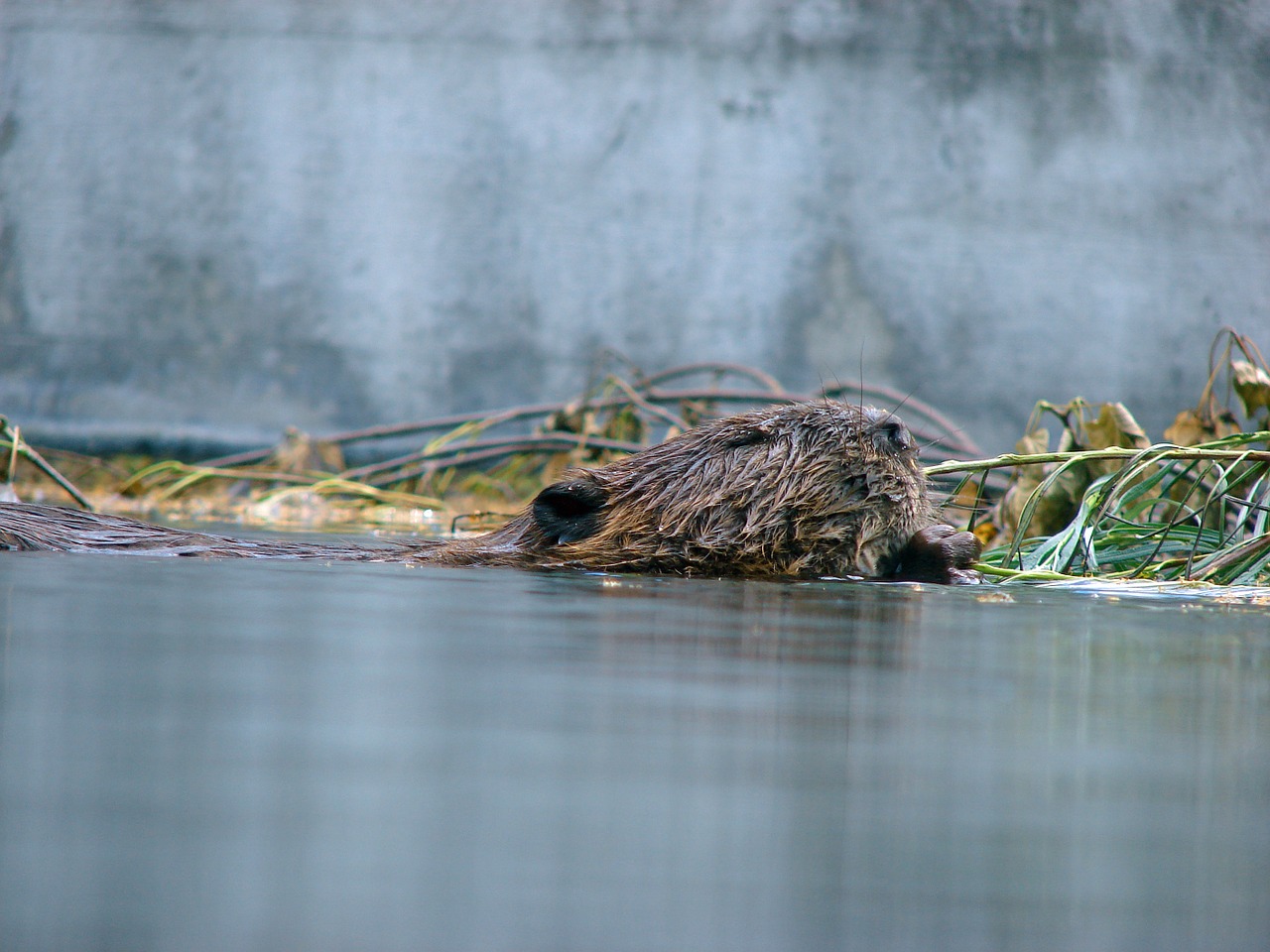 beaver water floats free photo