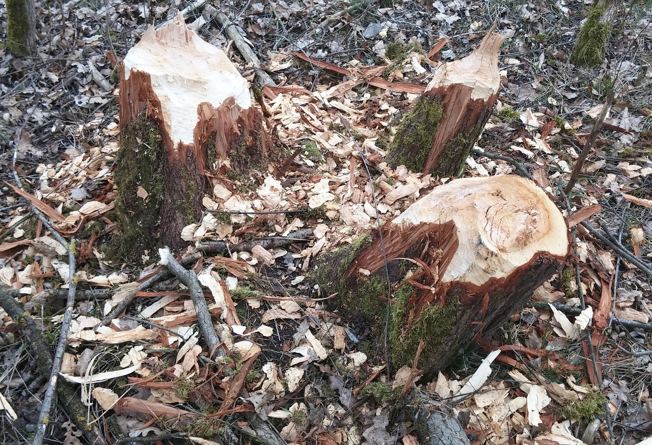 beaver beaver damage beavers gnaw at the inn free photo