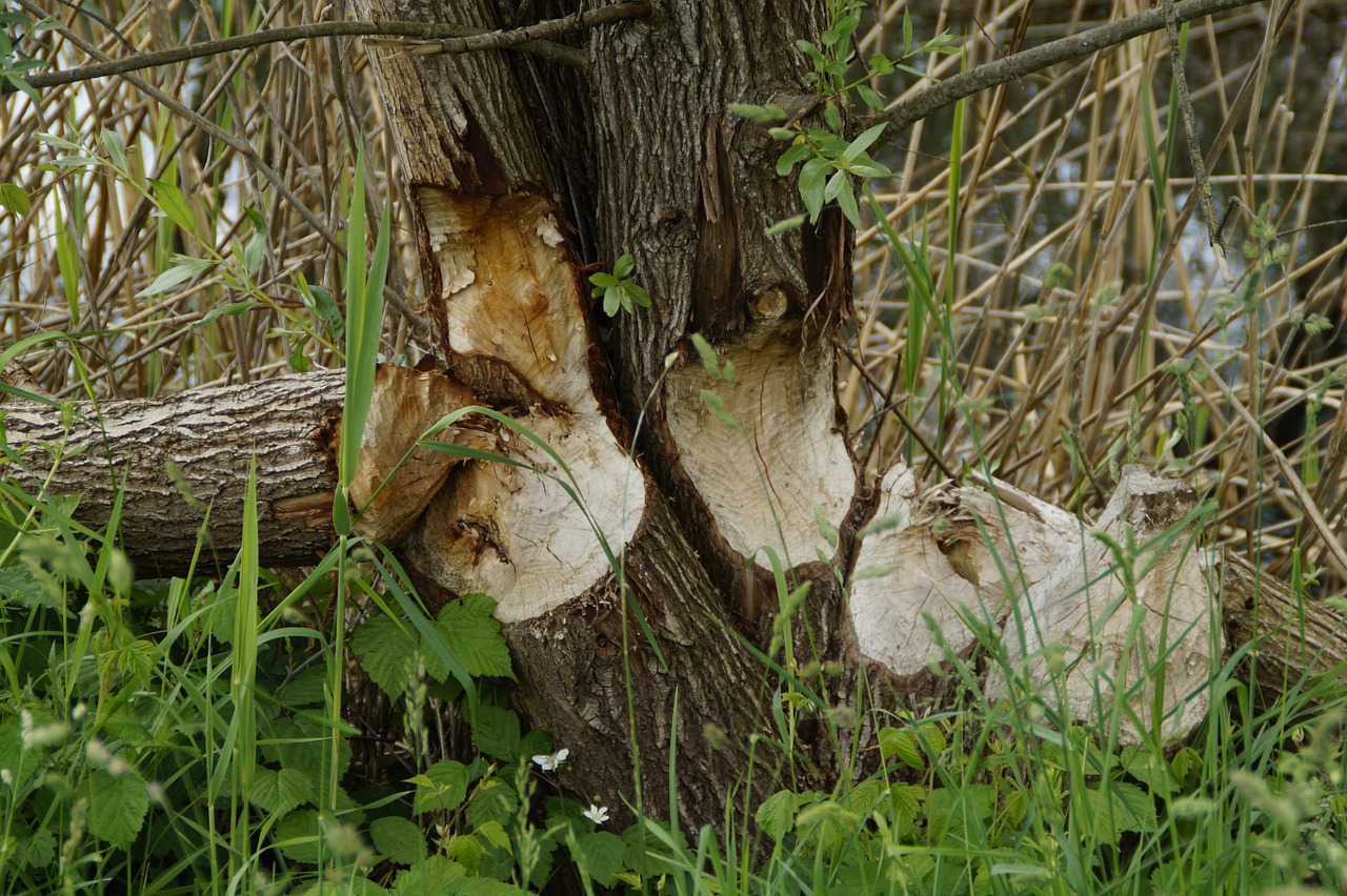 beaver tree trunks feeding free photo