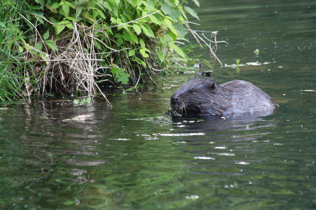 beaver green nature free photo