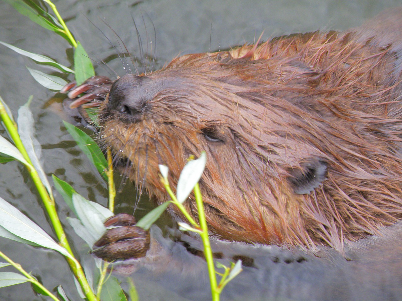 beaver rodent wildlife photography free photo