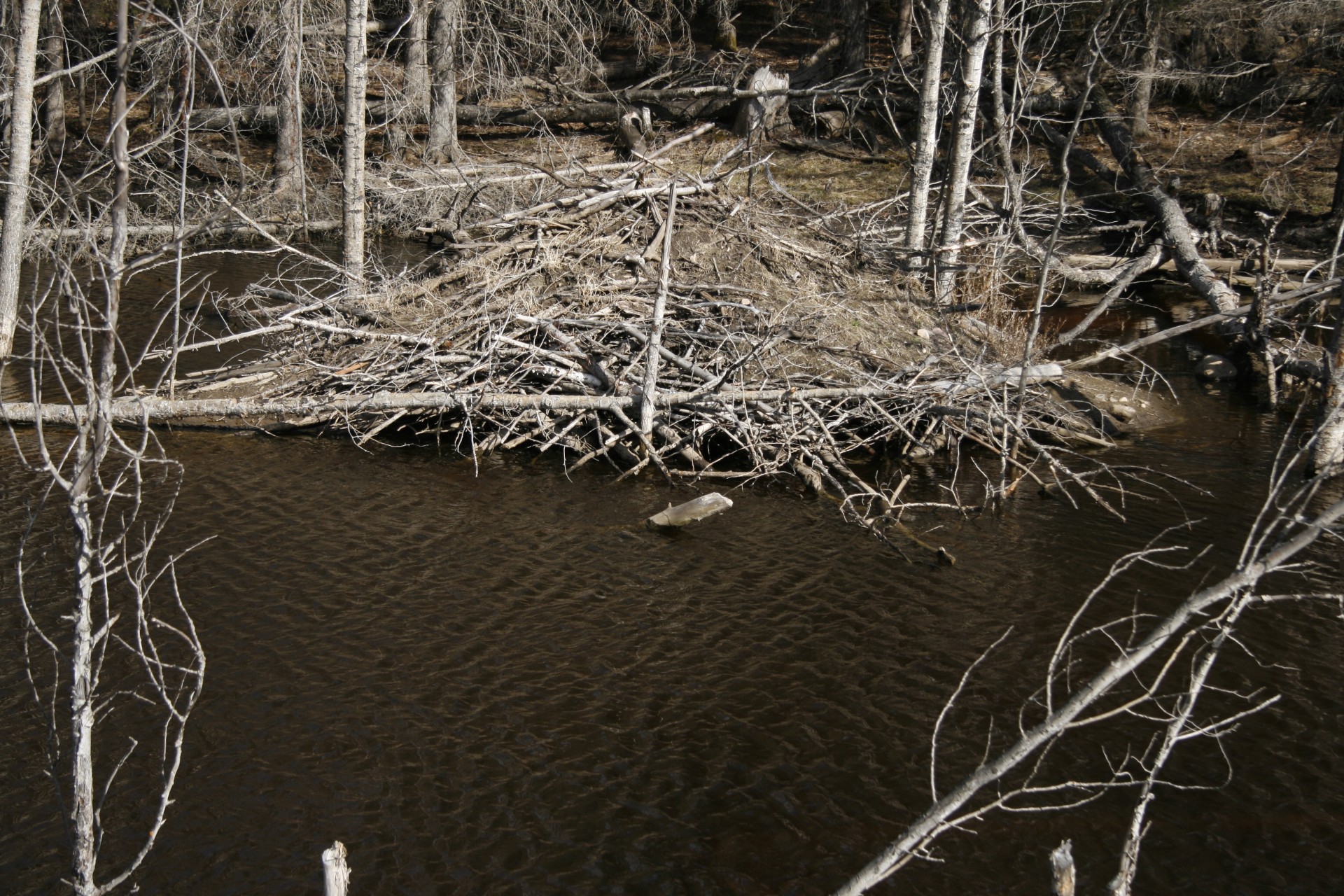 beaver dam lodge free photo