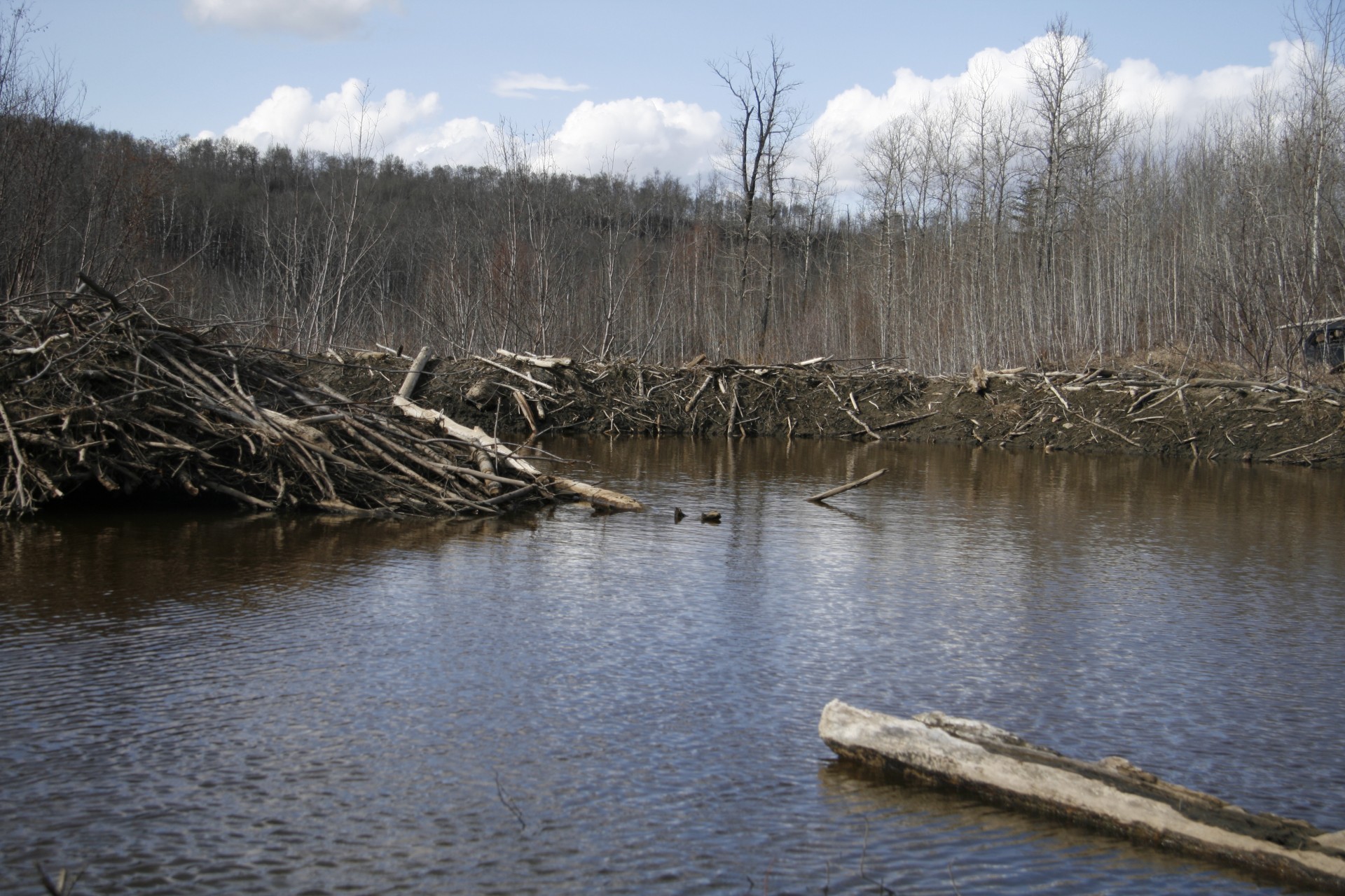 beaver dam lodge free photo