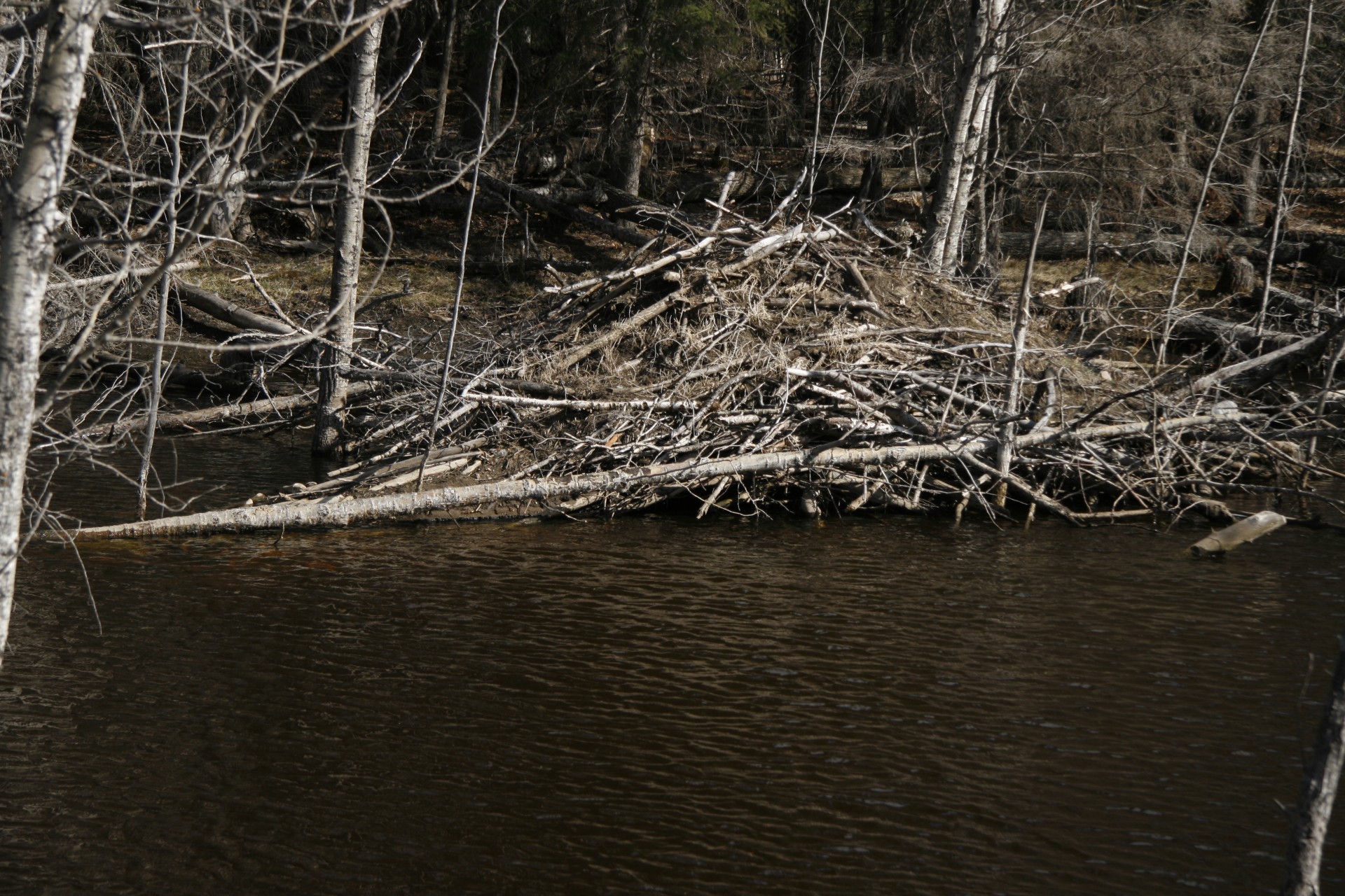 beaver dam lodge free photo