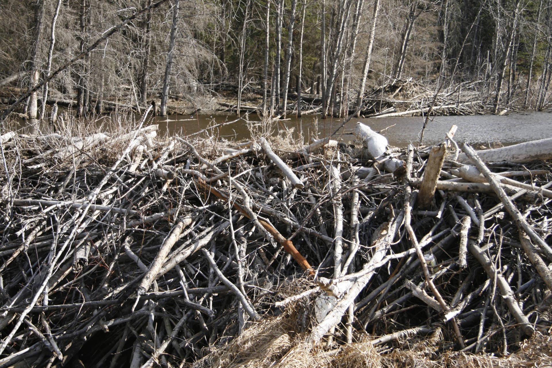 beaver dam pond free photo